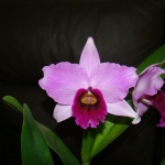 Laelia purpurata